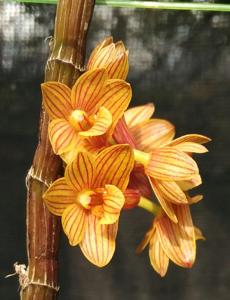 Dendrobium Tien-Cheng Kitty