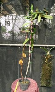 Dendrobium Tien-Cheng Kitty