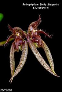 Bulbophyllum Emly Siegerist