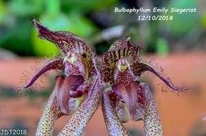 Bulbophyllum Emly Siegerist