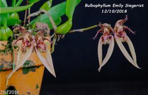 Bulbophyllum Emly Siegerist