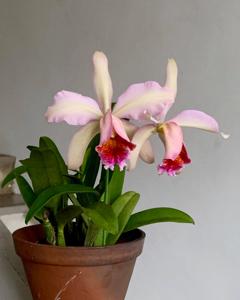 Cattleya Oh Hock Neo