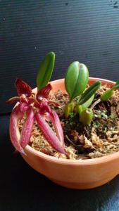 Bulbophyllum Hans' Delight