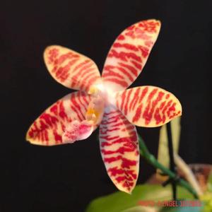 Phalaenopsis Tetrasambo