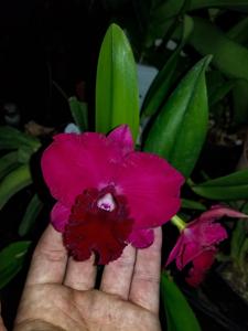 Rhyncholaeliocattleya Very Vermillion