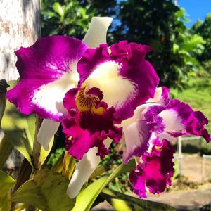 Cattleya White Spark