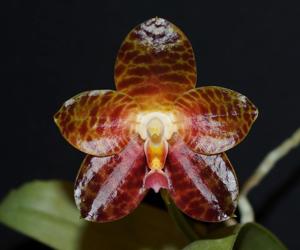 Phalaenopsis Ohl Flame