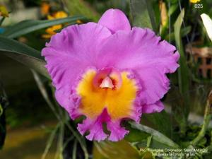 Rhyncholaeliocattleya Triumphal Coronation