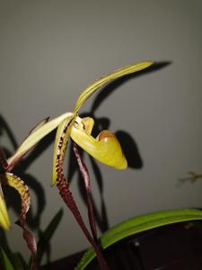 Paphiopedilum Michael Koopowitz