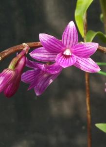 Dendrobium Kuniko