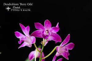 Dendrobium Berry