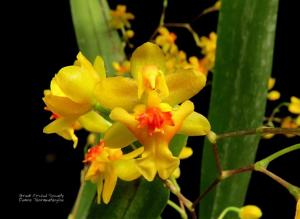 Oncidium Twinkle