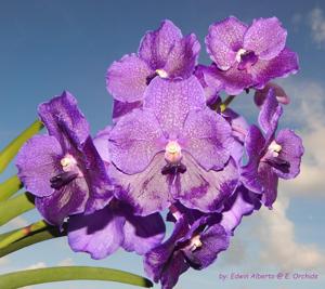 Vanda Kultana Violet