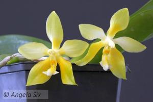 Phalaenopsis Yaphon Little Pixie