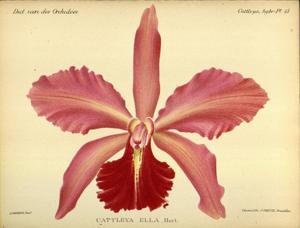 Cattleya Ella