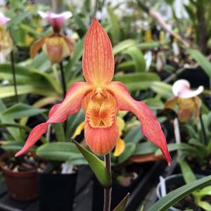 Phragmipedium Olaf Gruss