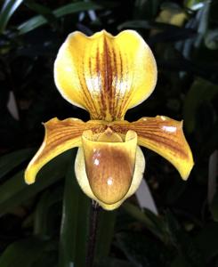 Paphiopedilum In-Charm Topaz