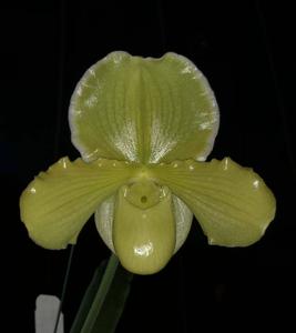 Paphiopedilum Topaz Magic