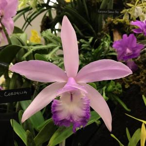 Rhyncholaeliocattleya Cordelia