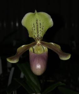 Paphiopedilum Wössner Ministar