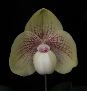 Paphiopedilum Wössner Favourite