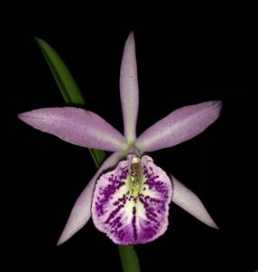 Brassocattleya Tetradip