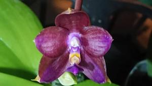 Phalaenopsis Mituo Purple Dragon