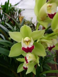 Cymbidium Dolores Hoyt