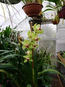 Cymbidium Dolores Hoyt