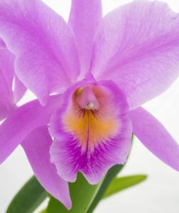 Cattleya Thüringen