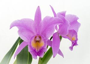 Cattleya Thüringen