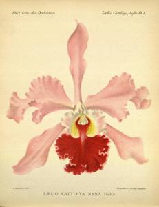 Cattleya Nysa