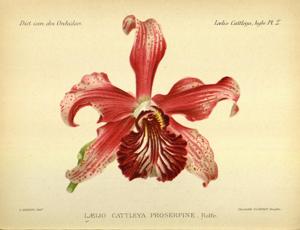 Cattleya Proserpine