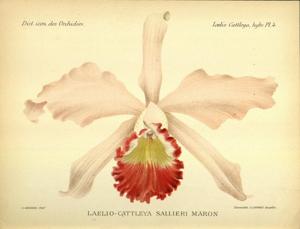 Cattleya Sallieri