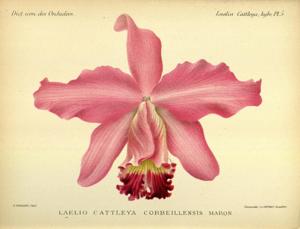 Cattleya Corbeillensis