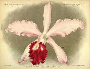 Cattleya elegans