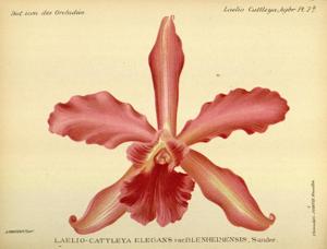 Cattleya elegans