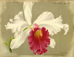 Cattleya Callistoglossa