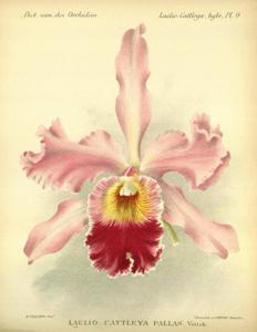 Cattleya Pallas