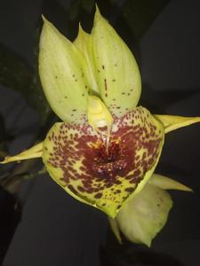 Catasetum Penang