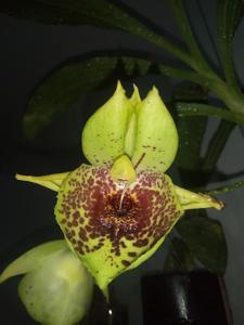 Catasetum Penang