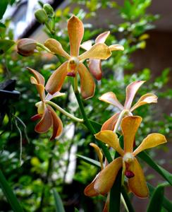<i>Aranda</i> Sweet Honey