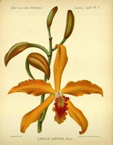 Cattleya Latona