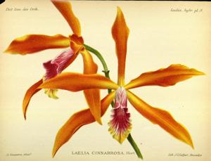 Cattleya Cinnabrosa