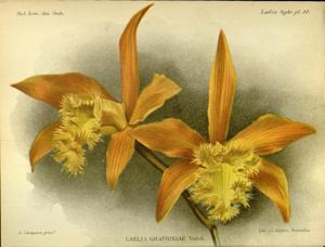 Rhyncholaeliocattleya Mrs. M. Gratrix