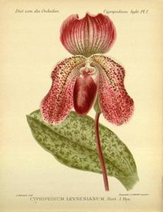 Paphiopedilum Charles Richman