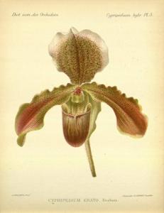 Paphiopedilum Erato