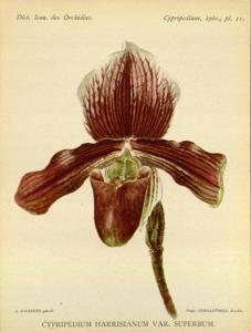 Paphiopedilum Harrisianum