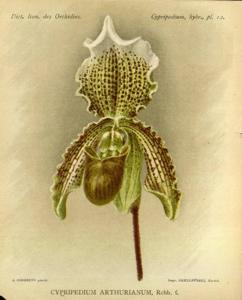 Paphiopedilum Arthurianum