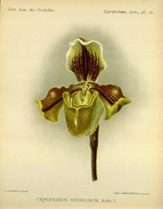 Paphiopedilum Winnianum